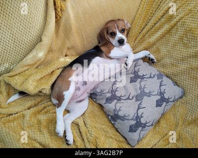 Cucciolo che fissa il proprietario, mostrando la sua pancia Foto Stock