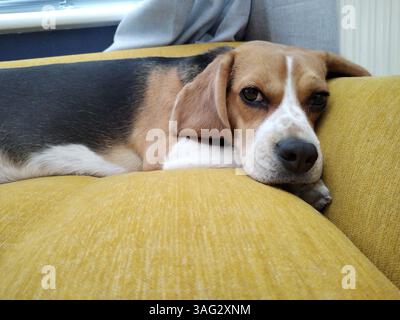 Beagle Dog che fissa la fotocamera Foto Stock