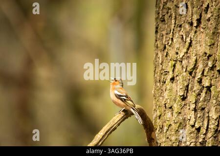 Un uccello di zaffinch siede e canta su un ramo d'albero, giorno di primavera, Polonia orientale Foto Stock