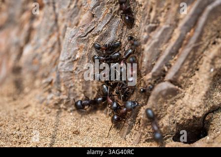 Un grande gruppo di formiche nere su un albero corteccia. Foto di alta qualità Foto Stock