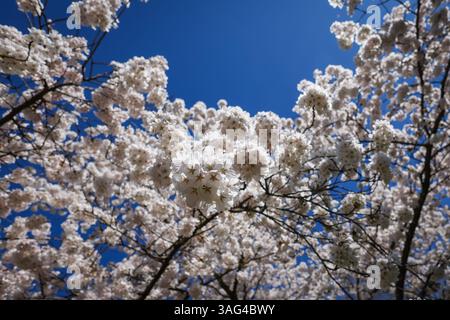 Albero di ciliegio in fiore a Monaco, Baviera, Germania Foto Stock