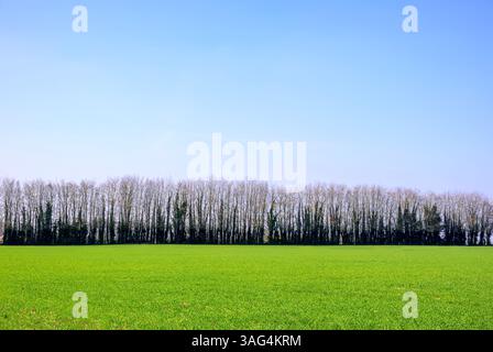 Terreni agricoli in primavera vicino a Chart Sutton nel Kent, Regno Unito. Alberi all'orizzonte Foto Stock