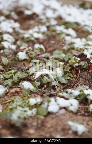 Macchia di fragole ricoperta di neve influenzata da inaspettati periodi primaverili Foto Stock
