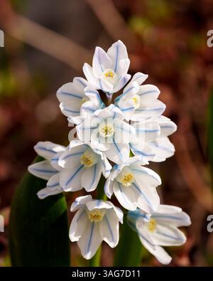 Primo piano di uno squill a righe in fiore Foto Stock