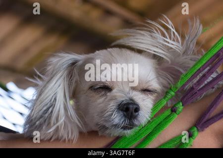Cane di razza mista così carina con Shih-Tzu, Pomerania e Poodle dormono al punto di viaggio sulla spiaggia, colore beige Foto Stock