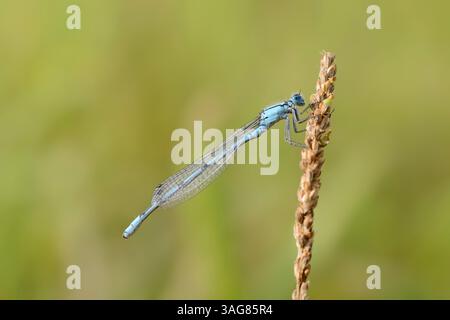 Common Blue Damselfly (Enallagma cyathigerum), maschio, Germania | Gemeine Becherjungfer (Enallagma cyathigerum), Männchen, Deutschland Foto Stock