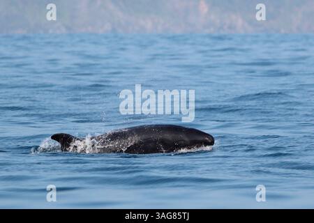 Falsa balena assassina (Pseudorca crassidens) - vista laterale della superficie di rottura per adulti - al largo di ne Taiwan, 24 marzo 2025 Foto Stock