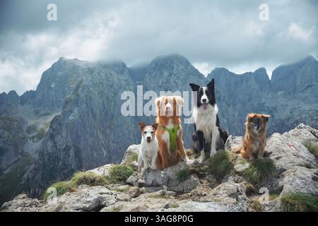 Quattro cani, tra cui un Border Collie, Jack Russell Terrier e Pomeranian, Toller siedono su una collina rocciosa con uno sfondo di picchi aspri. Foto Stock