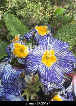 primula di primula blu zebra e foglia verde su rockery Foto Stock