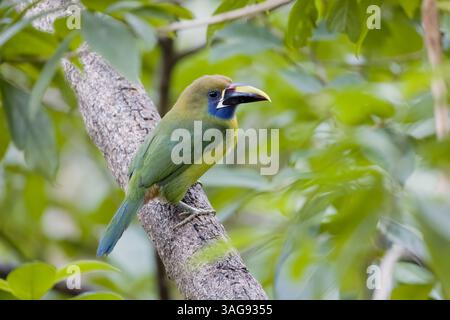 Northern Emerald-Toucanet in Costa Rica Foto Stock