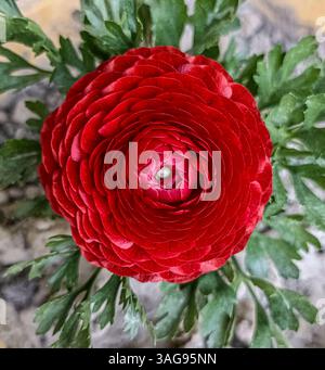 Fioritura di Ranunculus rosso vivo. La ricca tonalità rossa irradia passione ed eleganza, mentre il verde incornicia la fioritura Foto Stock