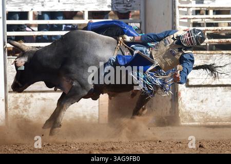 12 maggio 2012 - Sonora, California, USA - il Bull rider Cody Robinson di American Fork, UT viene scosso dal 816 di Growney Brothers al Mother Lode Round-Up di Sonora, CA. (Credit Image: © Matt Cohen/ZUMAPRESS.com) Foto Stock