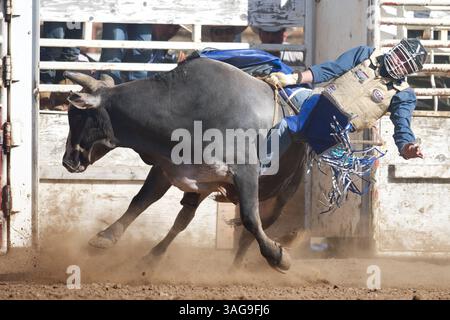 12 maggio 2012 - Sonora, California, USA - il Bull rider Cody Robinson di American Fork, UT viene scosso dal 816 di Growney Brothers al Mother Lode Round-Up di Sonora, CA. (Credit Image: © Matt Cohen/ZUMAPRESS.com) Foto Stock