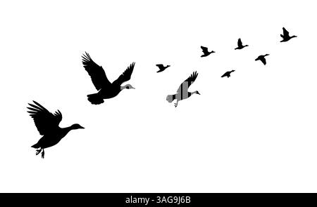Uno stormo di anatre che volano. disegno a mano. Non IA. Illustrazione vettoriale Illustrazione Vettoriale