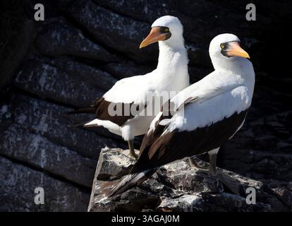 8 giugno 2012 - Espanola Island, Galapagos, Ecuador - due boobies di nazca sono fotografati sull'isola di Espanola nel Glalapagos. (Immagine di credito: © Julia Cumes/ZUMAPRESS.com) Foto Stock