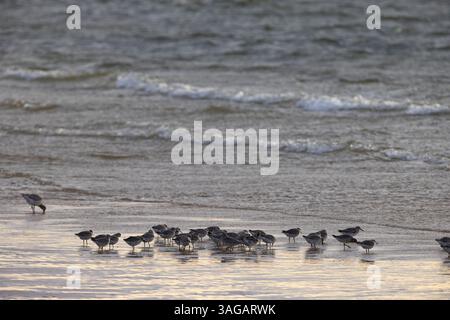 Nodo rosso Calidris canutus, gregge lungo il litorale, Burghead, Moray, Scozia, Regno Unito, ottobre Foto Stock
