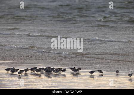 Nodo rosso Calidris canutus, gregge lungo il litorale, Burghead, Moray, Scozia, Regno Unito, ottobre Foto Stock