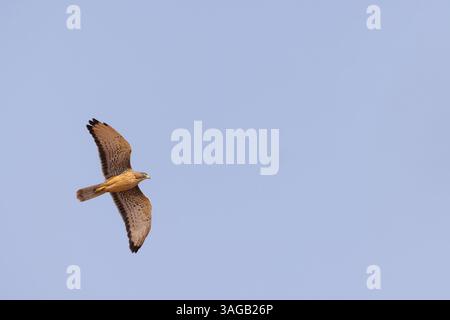Grasshopper buzzard Butastur rufipennis, in volo, Forêt de Sangako, Repubblica del Senegal, febbraio Foto Stock