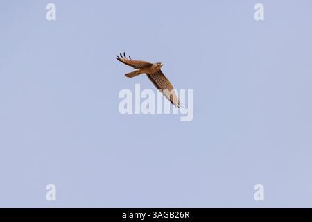 Grasshopper buzzard Butastur rufipennis, in volo, Forêt de Sangako, Repubblica del Senegal, febbraio Foto Stock