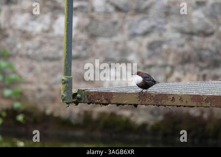 Cucchiaia con gola bianca Cinclus cinclus, per adulti, Cheddar Gorge, Somerset, Regno Unito, novembre Foto Stock
