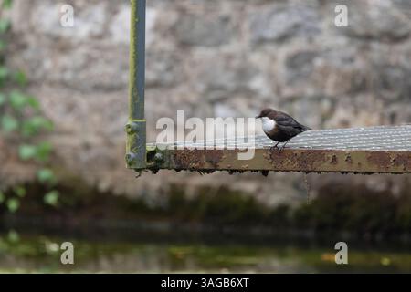 Cucchiaia con gola bianca Cinclus cinclus, per adulti, Cheddar Gorge, Somerset, Regno Unito, novembre Foto Stock