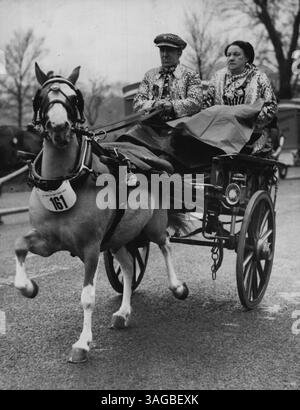 Uscire nella 'Royal' Society - uscire orgogliosamente come si addice a un cavallo con 'Royal' connessioni è il pony guidato da MR. E Mrs. Bert Matthews, Pearly King e Queen of Hampstead (North London) nella sfilata annuale di Van Horse Lunedi di Pasqua nel Regent's Park oggi. Il tempo duro ha preso una parte del glittering dalla parata, quando i driver - come il re di Pearly e la regina - hanno usato le impermeabils per protezione. Aprile 10, 1950. (Foto di Reuterphoto). Foto Stock