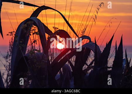 Il sole all'alba dipinge il cielo con sfumature d'arancio sul Mare Adriatico, visto attraverso la silhouette delle foglie di aloe. Marche, Italia, Europa Foto Stock
