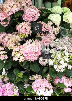 Esposizione di fiori di ortensie rosa, bianco e verde su una vetrina di un negozio di fiori o un mercato Foto Stock