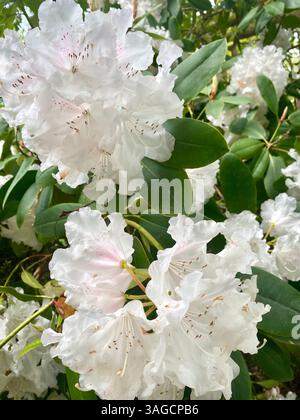 Fiori di rododendro bianco con foglie verdi lussureggianti Foto Stock