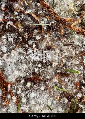 Terreno baciato dal gelo con aghi di pino Foto Stock