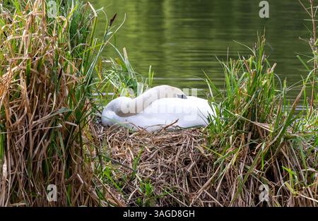 Londra, Inghilterra, Regno Unito. 8 aprile 2025. White Swan nidificato sul lago a St. James Park City of Westminster crediti: Richard Lincoln/Alamy Live News Foto Stock