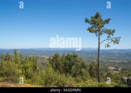 Ammira il verde Portogallo centrale in una giornata di sole con un cielo blu da una montagna a Vila de Rei con un pino sulla destra. Foto Stock
