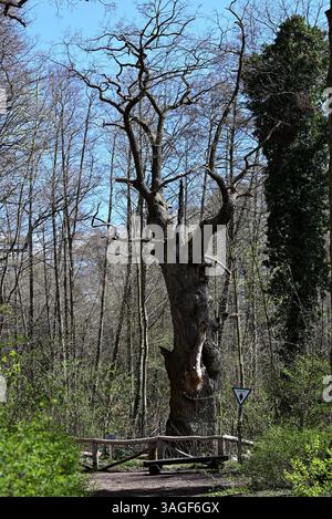 Tegel, Germania. 8 aprile 2025. L'albero più antico di Berlino, una quercia peduncolata chiamata "Dicke Marie". La siccità degli ultimi anni non l'ha risparmiata. Il monumento naturale ha un'età compresa tra i 500 e i 600 anni. Crediti: Jens Kalaene/dpa/Alamy Live News Foto Stock