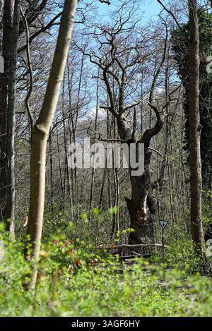 Tegel, Germania. 8 aprile 2025. L'albero più antico di Berlino, una quercia peduncolata chiamata "Dicke Marie". La siccità degli ultimi anni non l'ha risparmiata. Il monumento naturale ha un'età compresa tra i 500 e i 600 anni. Crediti: Jens Kalaene/dpa/Alamy Live News Foto Stock