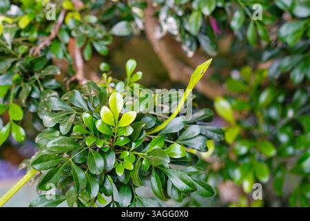 Asian Green Vine Snake, predatore mimetizzato nel suo habitat naturale, Ahaetulla prasina Foto Stock
