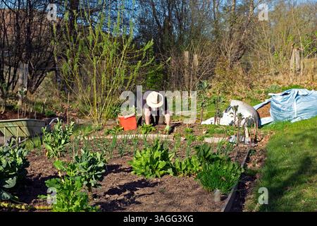 Un uomo anziano che indossa un cappello di paglia sulle ginocchia che erbaccia un letto senza scavi in un orto rurale veg toppa in aprile primavera Galles Regno Unito KATHY DEWITT 2025 Foto Stock
