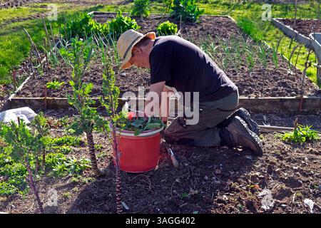 Un uomo anziano che indossa un cappello di paglia sulle ginocchia che erbaccia un letto senza scavi in un orto rurale veg toppa in aprile primavera Galles Regno Unito KATHY DEWITT 2025 Foto Stock