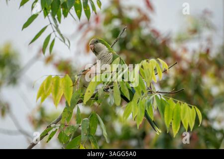 Parrocchetto monaco, Myiopsitta monachus Foto Stock