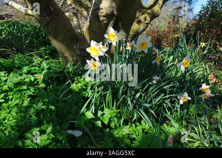 Narcisi primaverili piantati all'ombra di un albero - aprile Regno Unito Foto Stock