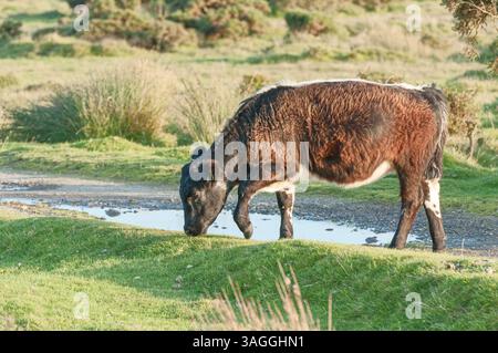 Il bestiame pascolava sul Bodmin Moor in Cornovaglia, Inghilterra Foto Stock