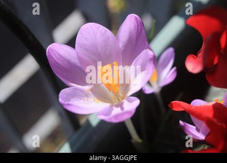 Fiori primaverili sul mio balcone, a Londra, Regno Unito Foto Stock