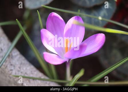 Fiori primaverili sul mio balcone, a Londra, Regno Unito Foto Stock