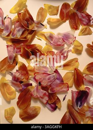 I petali di fiori rosa e giallo creano una pila colorata su una superficie bianca Foto Stock
