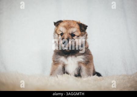 Cucciolo di cane da pastore islandese Foto Stock
