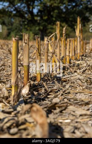 stoppia asciutta lasciata dopo la raccolta del mais nella stagione autunnale, stoppia di mais alta spessa e molto dura in un campo agricolo, una foresta è vicina al fie Foto Stock