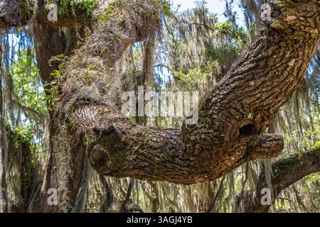 Quercia con muschio spagnolo al monumento nazionale di Fort Frederica sull'isola di St. Simons in Georgia. (USA) Foto Stock