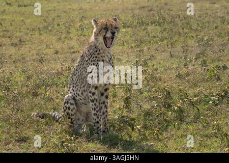 Cucciolo di Cheetah che sbadiglia seduto nell'erba del Serengeti Foto Stock