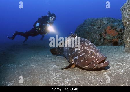 Foto subacquea di un subacqueo che guarda un grande esemplare illuminato osservato di gigante predatore della grotta di Dusky (Epinephelus marginatus) a Garajau Marine Pr Foto Stock