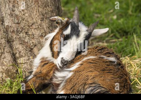 Ritratto di una capra domestica, pied, tricolore. Sdraiati, riposati. Pascolo. Germania Foto Stock