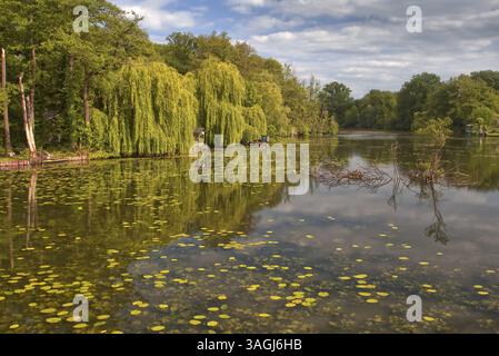 Salici verdi piangenti (Salix babylonica) si trovano sulle rive del Niepkuhlen, le cui acque riflettono i dintorni, Krefeld, Renania settentrionale-Vestfalia Foto Stock